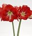 Amaryllis Monaco, bulb only