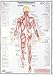 Full size wall charts in a variety of forms. Exercise & Muscle Guides show colored muscles and corresponding resistance exercise recommendations. Posterior & Anterior Muscles Charts show function as well as sport, weight trianing, and activities for daily living.::Size: 33" x 23"