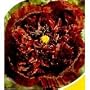 Black Turkish Somniferum Poppy 200 Seeds - Papaver
