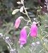 Garden Perennial-Dwarf Foxglove -Digitalis thapsi P9