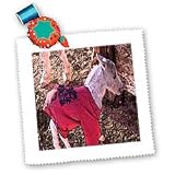 Jos Fauxtographee Realistic - Newborn Miniature Shetland Pony Baby In Red Sweatshirt to Keep Warm and Learning to Stand in Ivins - Quilt Squares