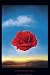 Rose by Salvador Dali - Fine Art Print / Poster - 24.00 x 36.00