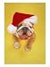 English Bulldog with Santa Hat, English Bulldog Photographic Poster Print by David Burch, 18x24