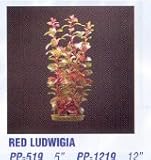 PLANT RED LUDWIGIA 8 MEDIUM