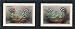 Argus & Tiger Auriculas - Sally Maltby Art Print Poster - 10 x 4