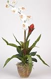 Single Flame Brom / Orchid Silk Plant Flower Arrangement - Cream - B000MW5JXY
