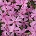 Creeping Phlox subulata Fort Hill plants {24 Pots - 3 1/2 in., $3.77 each plant}