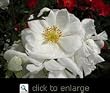 White Floral Carpet Rose Tree Premium Topiary Five Gallon