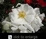 White Floral Carpet Rose Tree Premium Topiary Five Gallon