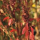 Organic Brightest Brilliant Quinoa 100 Seeds
