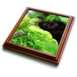 http://www.amazon.com/gp/product/B0073V1O7M/ref=as_li_tf_tl?ie=UTF8&camp=1789&creative=9325&creativeASIN=B0073V1O7M&linkCode=as2&tag=shoesonline0b-20