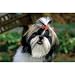 Shih Tzu Floor Mat