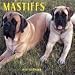 Dog Breeds Mastiffs Calendar