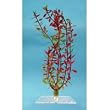 Tetra Water Wonders Fresh Water Plant Rotala, 12-Inch