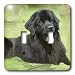 Dogs NewFoundLand - Newfoundland - Light Switch Covers - double toggle switch