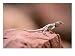 Collared Lizard, Crotaphytus Bicinctores Animals Photographic Poster Print by Amy & C...