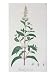 Mentha Piperita from 