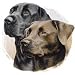 Chocolate & Black Labs Womens Scoop Neck T-Shirt