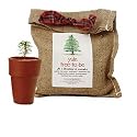 Christmas Tree Seed Growing Kit - Yule-Tree-To-Be