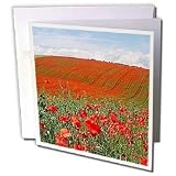 Flowers - Poppies - Greeting Cards-12 Greeting Cards with envelopes