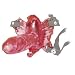 Orion 559482 Apollo, rotierender Vibro-Jelly-Penis, 9 cm lang, � 3 cm