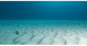 Top Fin Small Ocean Aquarium Cling Background