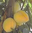 Golden Nectar Plum Tree Five Gallon
