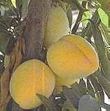 Golden Nectar Plum Tree Five Gallon