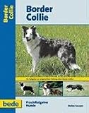 BORDER COLLIE.