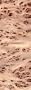 Mappa Burl Veneer 2 x 8 Sheet Flexwood 10 mil paperback