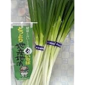 鳥取県の白ねぎ　１ｋｇ詰め