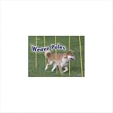 Dog Agility Starter Kit