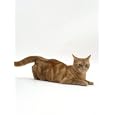 Domestic Cat, Ginger Tabby Female in Lordosis When on Heat / Oestrus Photographic Poster Print by Jane Burton, 12x16