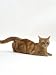 Domestic Cat, Ginger Tabby Female in Lordosis When on Heat / Oestrus Animals Photogra...
