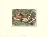 The Cougar Animals Art Poster Print by Friedrich Specht, 18x14