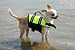 Pet Supplies : Paws Aboard Doggy Life Jacket - XXS