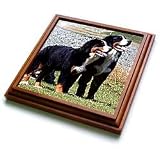 Dogs Bernese Mountain Dog - Bernese Mountain Dog - Trivets