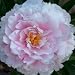 Peony 
