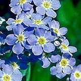 Forget me not seeds