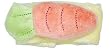 Green Sprouts Green Sprouts Organic Cotton Wrist Rattle Carrot 0 Months and Up