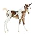Takoda - Paint Foal