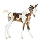 Takoda - Paint Foal