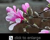 Leonard Messel Flowering Magnolia Tree Five Gallon
