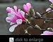 Leonard Messel Flowering Magnolia Tree Five Gallon