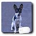 Dogs Fox Terrier - Toy Fox Terrier 2 - Mouse Pads