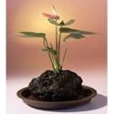 Red Anthurium In Hawaiian Lava Rock Bonsai Tree
