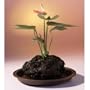 Red Anthurium In Hawaiian Lava Rock Bonsai Tree