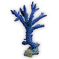 Buy Nature’s Image Coral Ornament Staghorn-Acropora Microphthalma in Blue