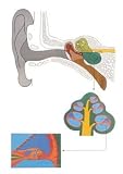 Ear Wood-Mtd Chart -Wall Chart wall chart 84x118 cm