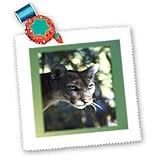 Florida Green Eyed Panther - 10x10 Quilt Square